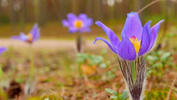 Våren blommor kammare — Stockvideo