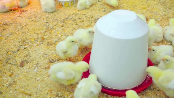 Little chicks drink water from drinkers — Stock Video