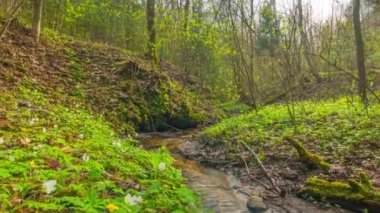 Bahar Brook, vinç ile hızlandırılmış