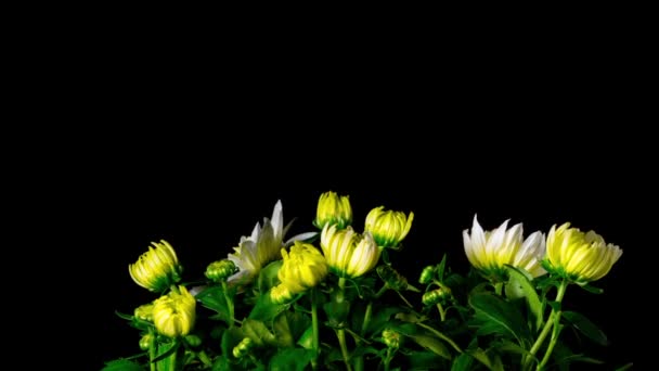 Flowers Chrysanthemum blooms, time-lapse — Stock Video