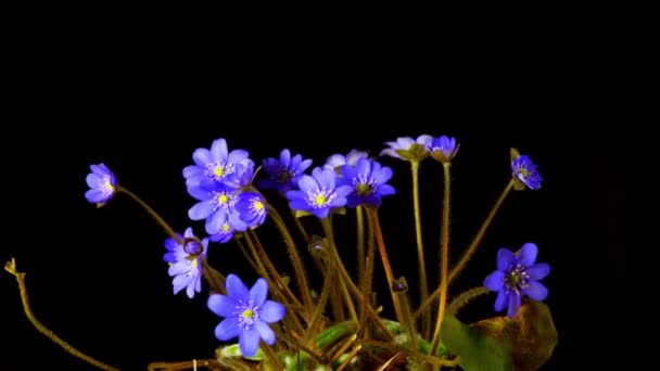 Spring flower Hepatica bloesems, time-lapse — Stockvideo
