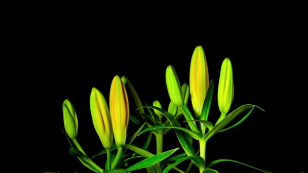 Fleurs de lis jaunes, en un laps de temps 