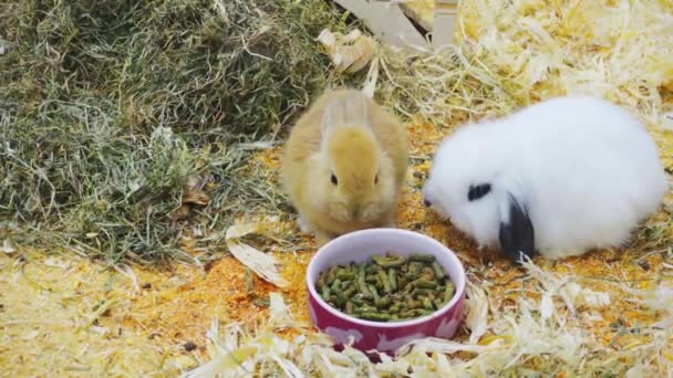 Small rabbits eat and have fun in the paddock — Stock Video