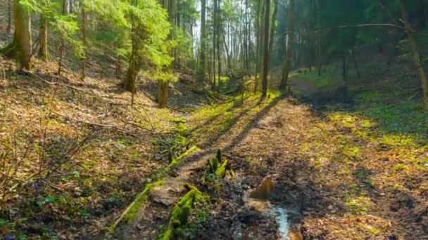 Spring Brook, lapso de tiempo con grúa — Vídeo de stock