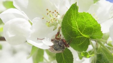 Maybug bir elma ağacı yaprakları yiyor