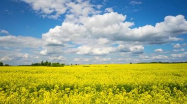 Çiçek açan kolza tohumu alan, panoramik hızlandırılmış