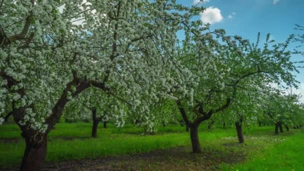 Blommande äppelträdgård, panoramautsikt över time-lapse — Stockvideo