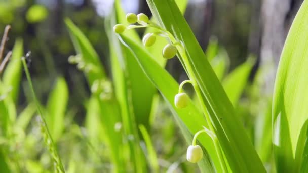 Bloeiende lelies van de vallei, close-up — Stockvideo