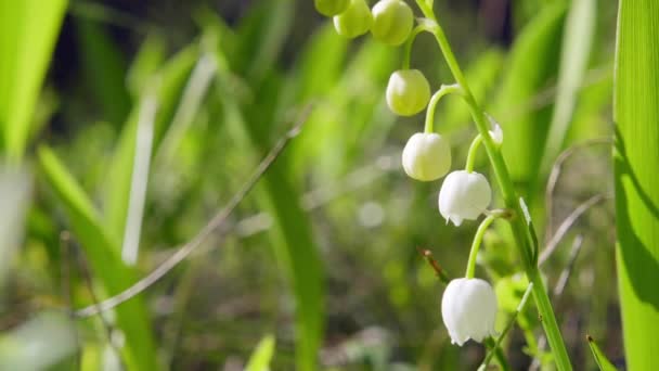 Blooming lilies of the valley, close-up — Stock Video