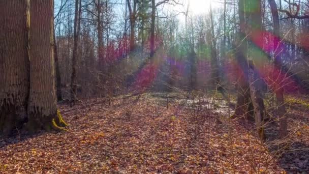 春の森林と太陽、コマ撮りを傾ける — ストック動画