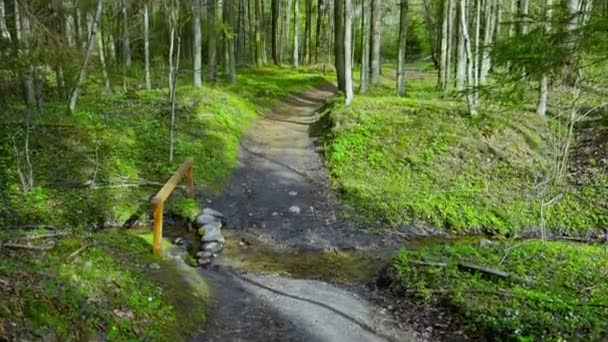 Bosque de primavera y arroyo, inclinación — Vídeos de Stock