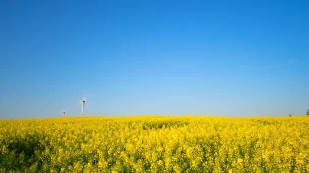 Dziedzinie kwitnący rzepak i generatorów wiatrowych, powiększanie time-lapse — Wideo stockowe