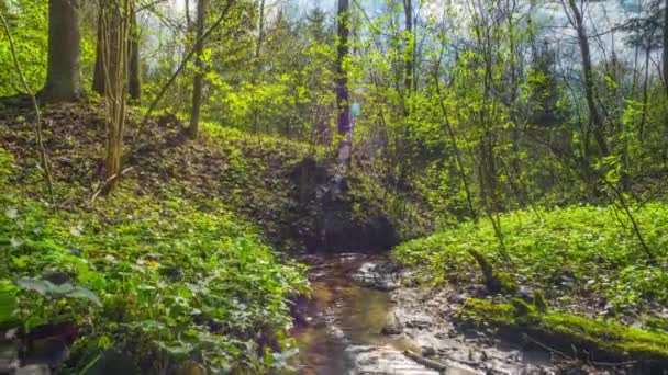 Spring Brook, time-lapse met kraan — Stockvideo