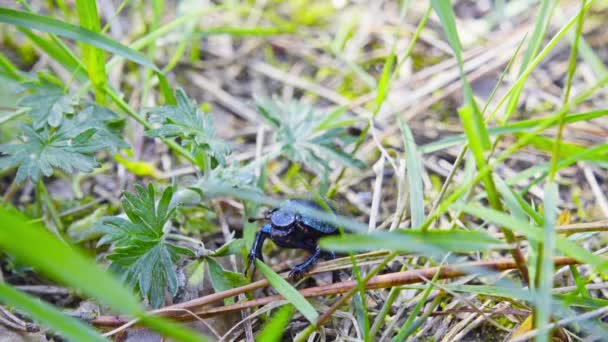 Duży chrząszcz siedzi na trawie — Wideo stockowe
