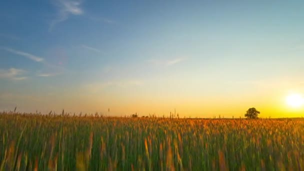 Pôr do sol sobre um campo de centeio, lapso de tempo panorâmico — Vídeo de Stock