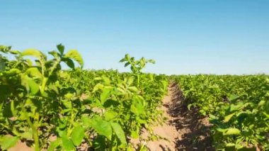 Patates alan, dolly ile hızlandırılmış