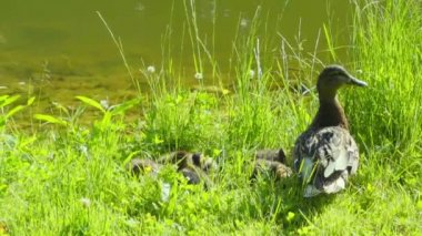 Onun ducklings banka ile anne ördek