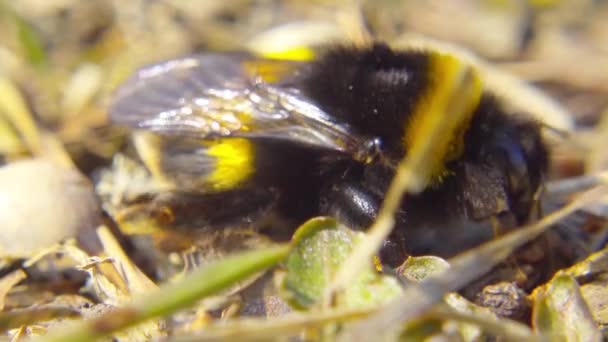 Bumblebee in the spring grass, macro — Stock Video