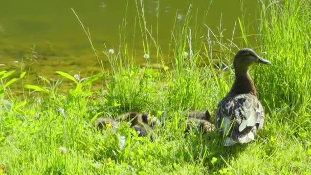 Matka kaczka z jej ducklings na bank — Wideo stockowe