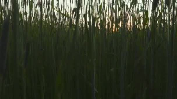 Campo de centeio ao pôr-do-sol, atirando com guindaste — Vídeo de Stock