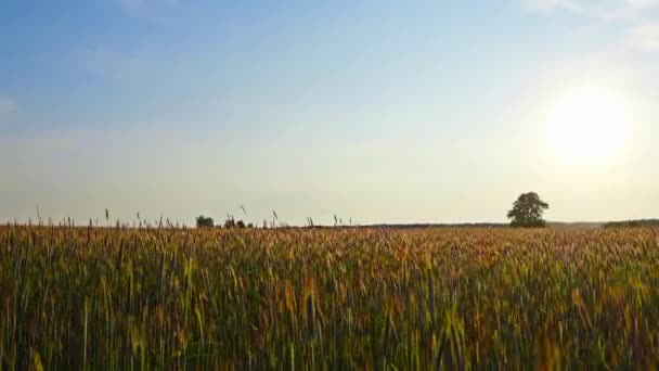Latające nad polem żyta o zachodzie słońca — Wideo stockowe