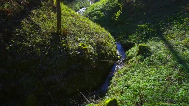 Spring Creek at forest, tilt — Stock Video