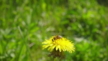 Bir arı nektarı dandelion ve ardından uçar ağır çekim toplama