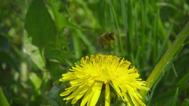 Una abeja recogiendo néctar de diente de león, y luego volar lejos, cámara lenta — Vídeos de Stock