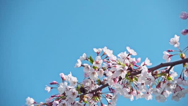 Sakura λουλούδια και μια μέλισσα, αργή κίνηση — Αρχείο Βίντεο