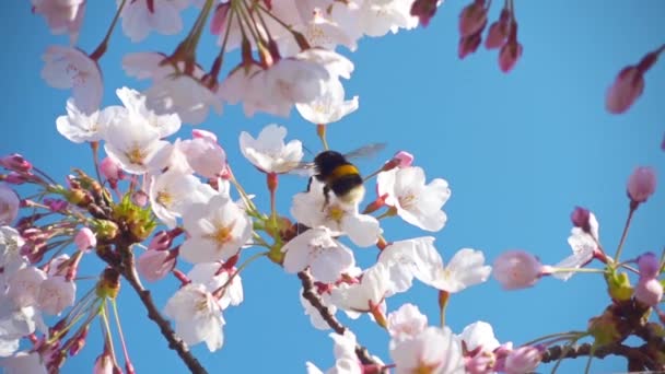 Сакура квіти і джміль, повільний рух — стокове відео