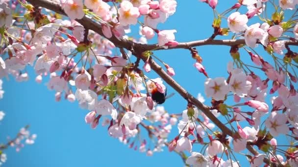 Sakura blommor och en humla, slow motion — Stockvideo