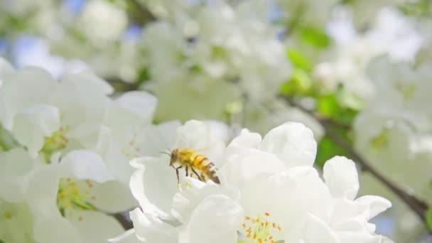 Een bijen verzamelen stuifmeel van bloemen van appel, slow-motion — Stockvideo