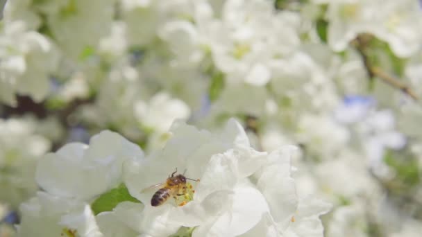 Una abeja recogiendo polen de flores de manzana, cámara lenta — Vídeos de Stock