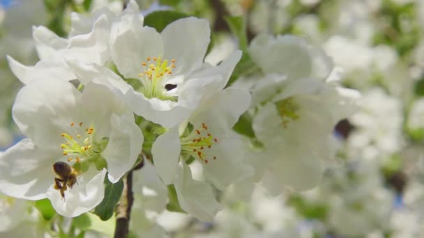 Una abeja recogiendo polen de flores de manzana, cámara lenta — Vídeo de stock