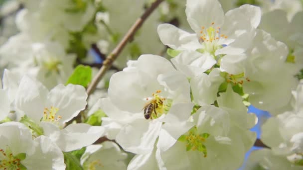 Een bijen verzamelen stuifmeel van bloemen van appel, slow-motion — Stockvideo