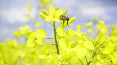 Arı ve Kolza çiçekleri, ağır çekim
