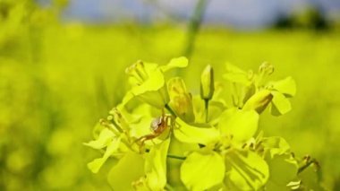 Kolza tohumu, ağır çekim çiçek küçük örümcek