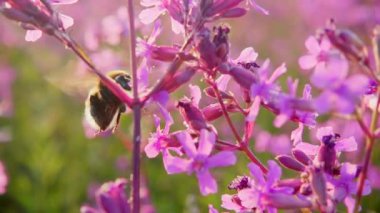 Bumblebee nektar Pembe çiçek, ağır çekim toplar.