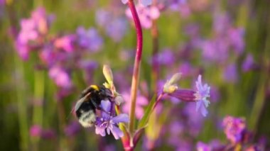Bumblebee nektar Pembe çiçek, ağır çekim toplar.