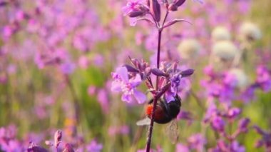 Bumblebee nektar Pembe çiçek, ağır çekim toplar.