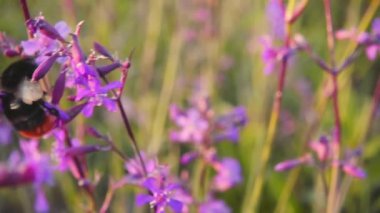 Bumblebee nektar Pembe çiçek, ağır çekim toplar.