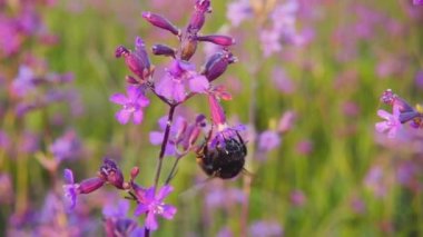 Bumblebee nektar Pembe çiçek, ağır çekim toplar.