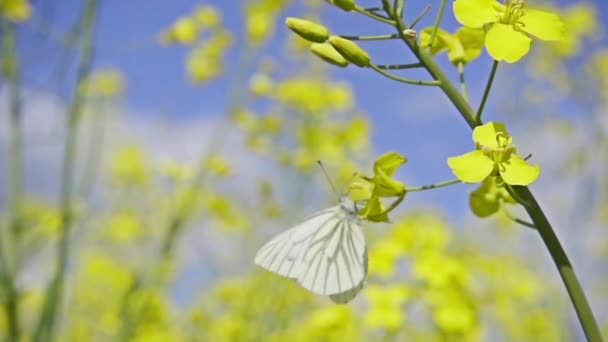 White butterfly and rapeseed flowers, slow motion — Stock Video