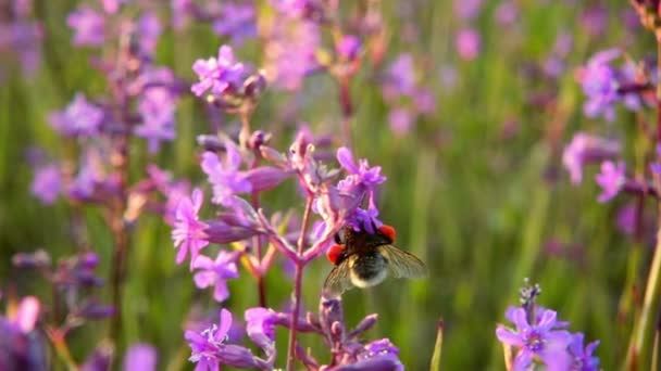 Bumblebee raccoglie nettare da fiori rosa, rallentatore — Video Stock