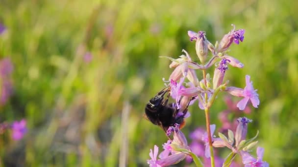 El abejorro recoge el néctar de las flores rosadas, la cámara lenta — Vídeos de Stock