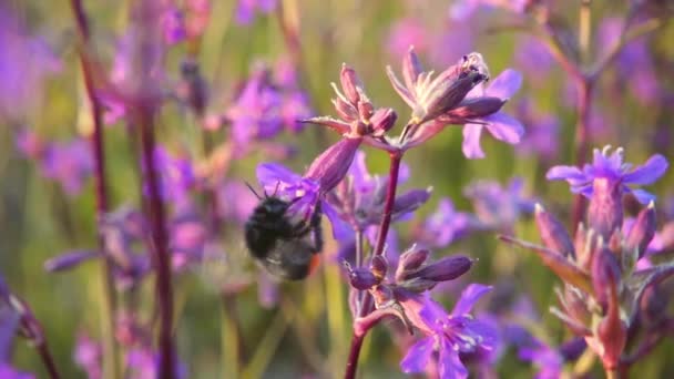 Bumblebee coleta néctar de flores rosa, câmera lenta — Vídeo de Stock