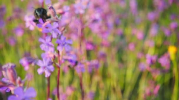 Bumblebee collects nectar from pink flowers, slow motion — Stock Video