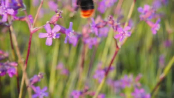 Hommel verzamelt nectar van roze bloemen, slow-motion — Stockvideo