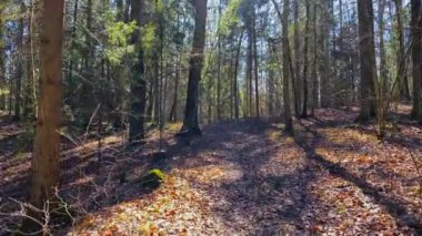 Bahar ormanında yürü