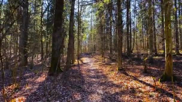 Caminar Por Bosque Primavera — Vídeos de Stock